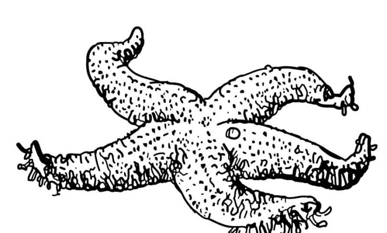Starfish Drawing Coloring Page