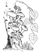 Tree Mushrooms Coloring Pages