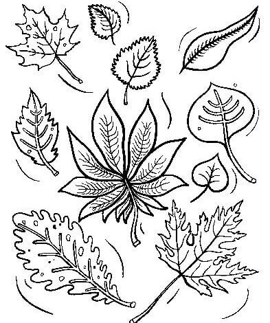 Various Leaves Fall Coloring Page