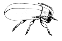 Animal Bug Coloring Page Animal Bug Coloring Page