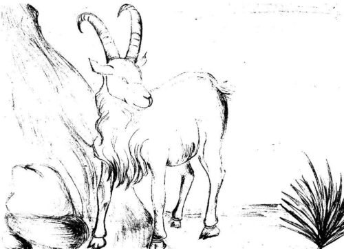 Animal Goat Coloring Page
