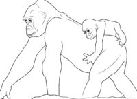 Animal Gorillas Coloring Page Animal Gorillas Coloring Page