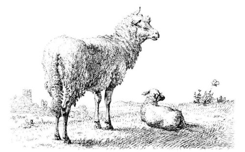 Animal Sheep Drawings Coloring Page