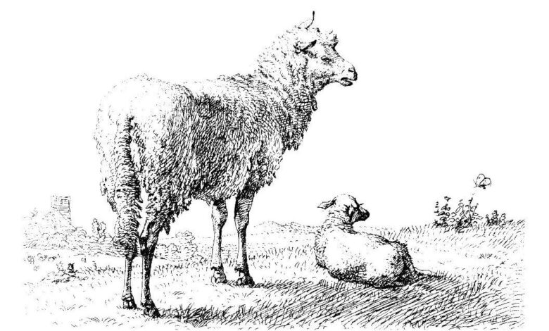 Animal Sheep Drawings Coloring Page