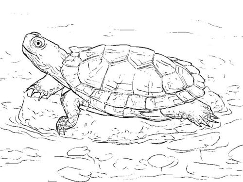 Animal Turtle Coloring Page for Adults