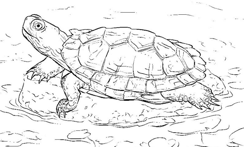 Animal Turtle Coloring Page for Adults