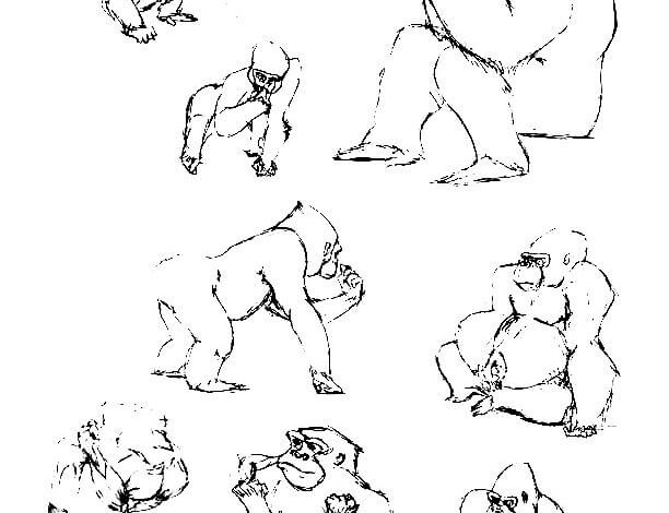Animal Wild Gorillas Coloring Page