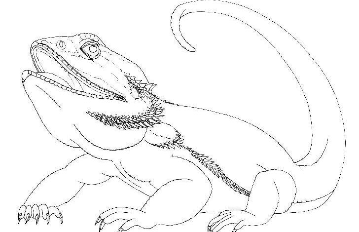 Bearded Dragon Coloring Page