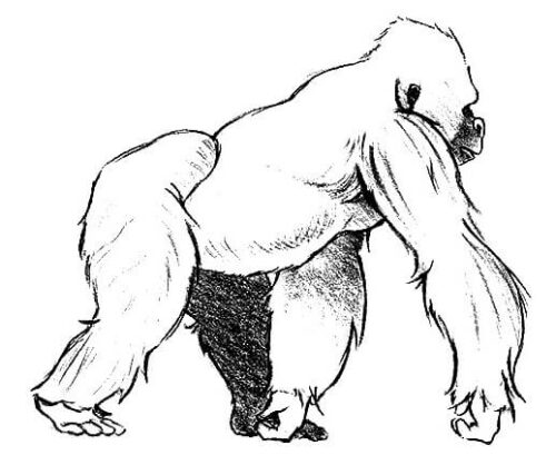 Big Gorilla Coloring Page for Adults