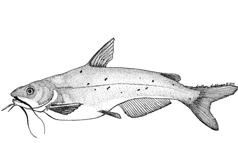 Catfish Coloring Pages