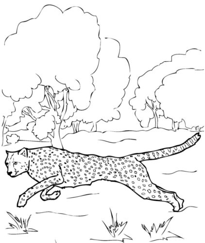 Cheetah Coloring Page