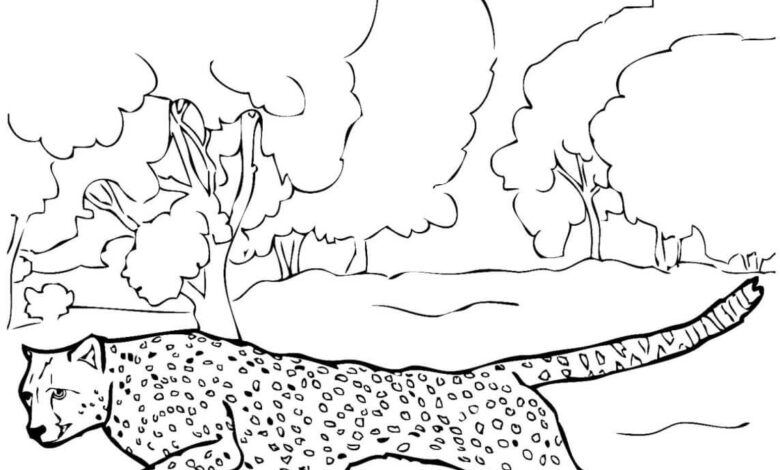 Cheetah Coloring Page