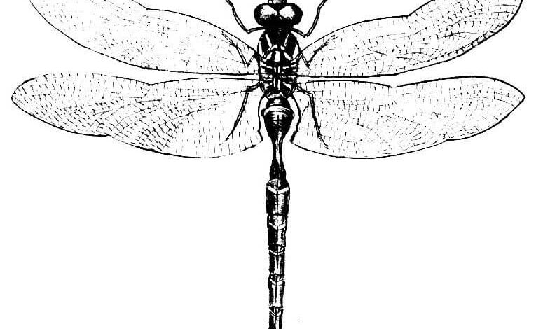 Dragonfly Simple Coloring Page