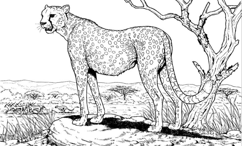 Fast Animal Cheetah Coloring Page