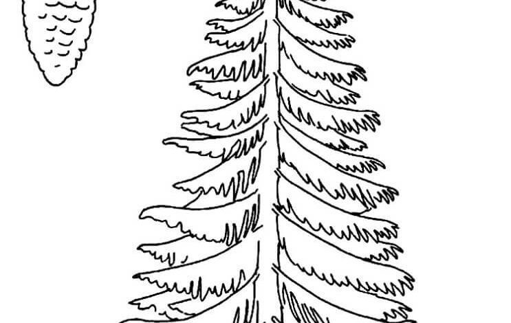 Fir Tree Coloring Page for Adults