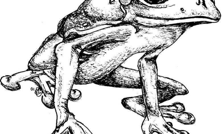 Frog Coloring Page for Kids