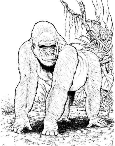 Gorilla Coloring Page