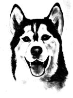 Husky Coloring Page Husky Coloring Page