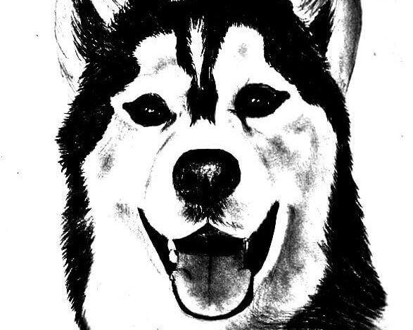 Husky Coloring Page