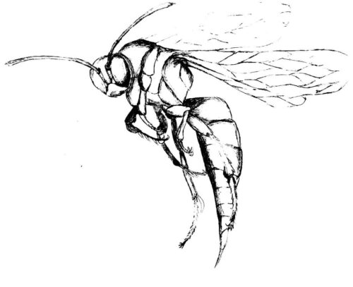Insect Coloring Pages
