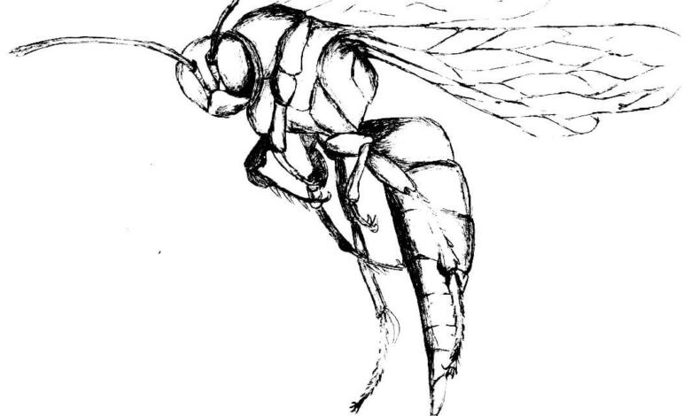 Insect Coloring Pages