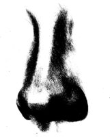 Nose Coloring Page