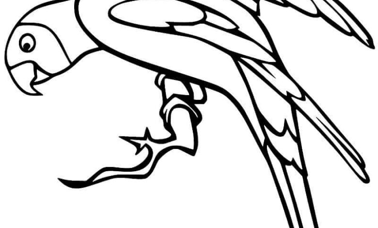 Parrot Coloring Pages for Girls
