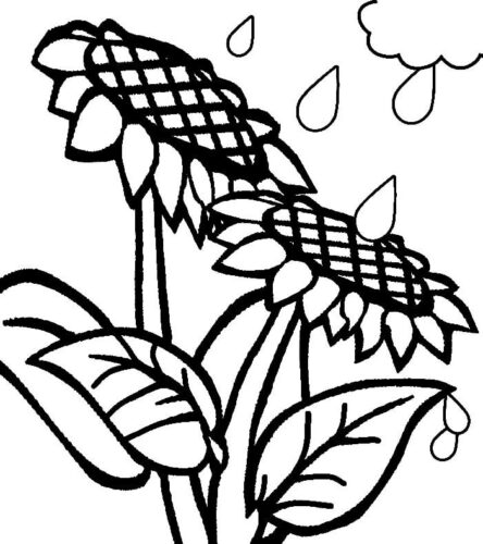 Rain Sunflower Coloring Page