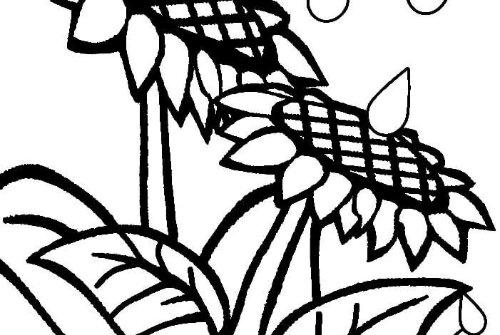 Rain Sunflower Coloring Page