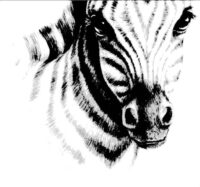 Realistic Animal Coloring Pages Realistic Animal Coloring Pages