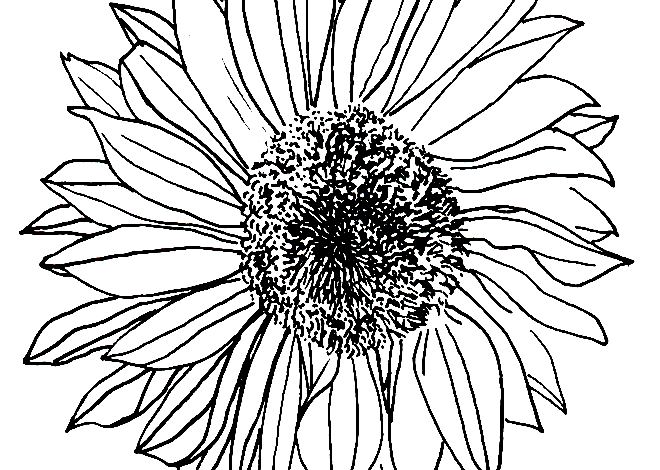 Realistic Sunflowers Coloring Page for Adults