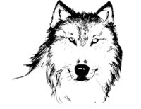 Realistic Wolf Animal Coloring Pages