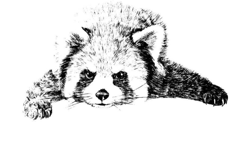 Red Panda Coloring Page