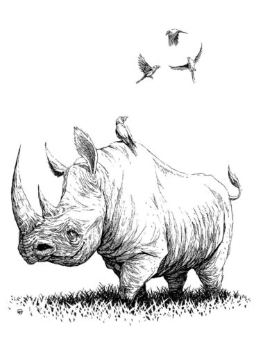 Rhino Coloring Page