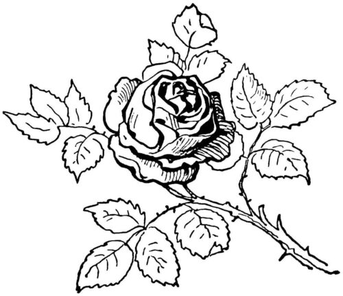 Rose Drawing Coloring Page