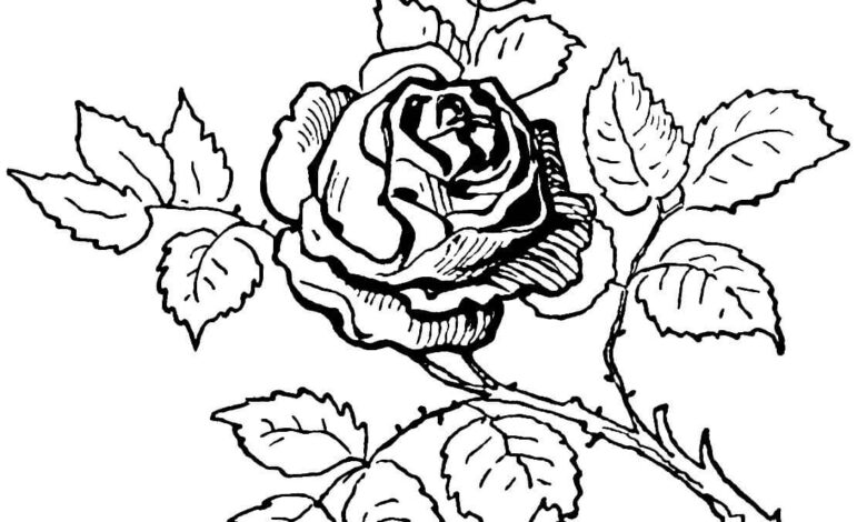 Rose Drawing Coloring Page