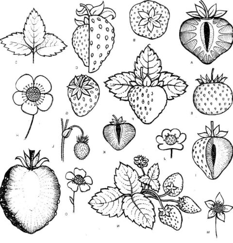 Strawberry Tattoo Coloring Page