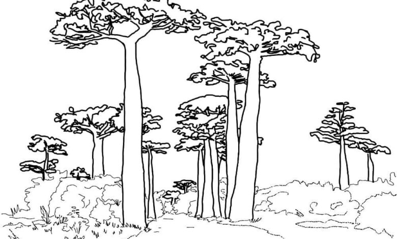 Tree Forest Coloring Page