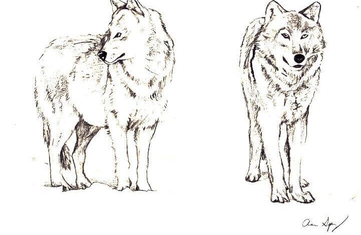 Two Wolves Drawing Coloring Page