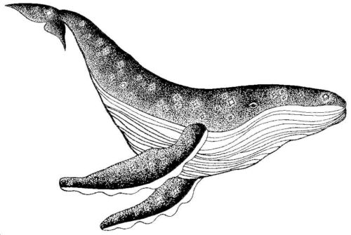 Whale Drawing Coloring Pages