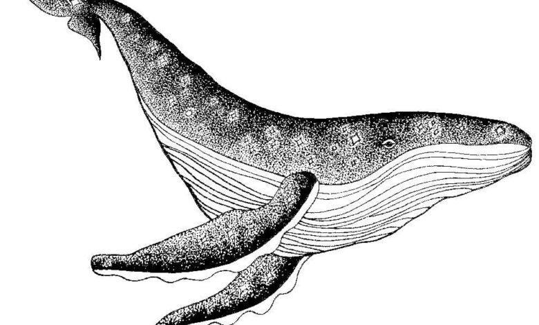 Whale Drawing Coloring Pages