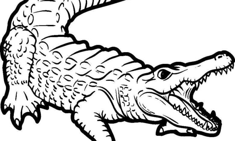 Wild Animal Crocodile Coloring Page