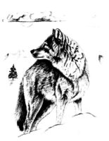 Wildlife Wolf Coloring Page