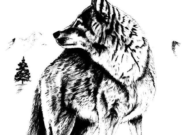 Wildlife Wolf Coloring Page
