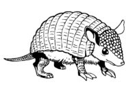Animal Armadillo Coloring Page
