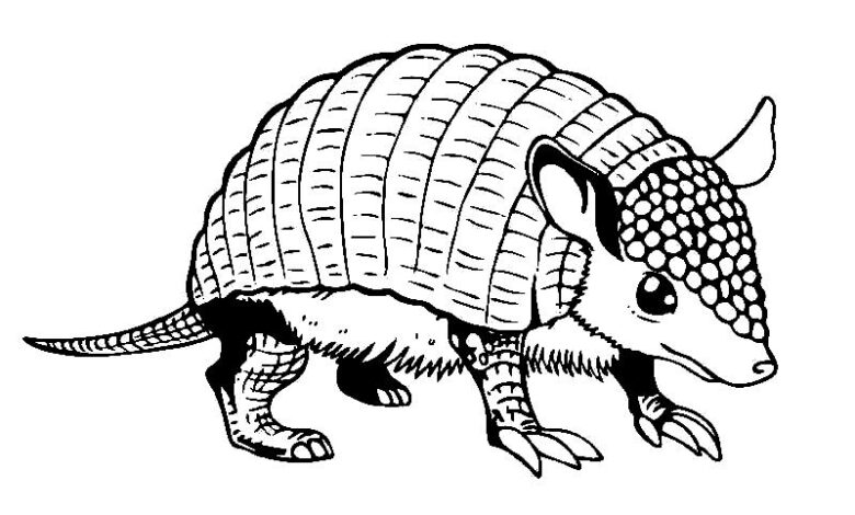 Animal Armadillo Coloring Page