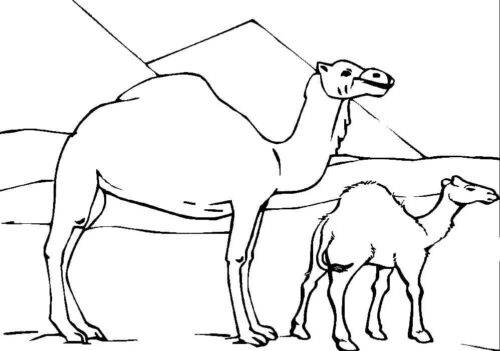 Animal Camel Coloring Page