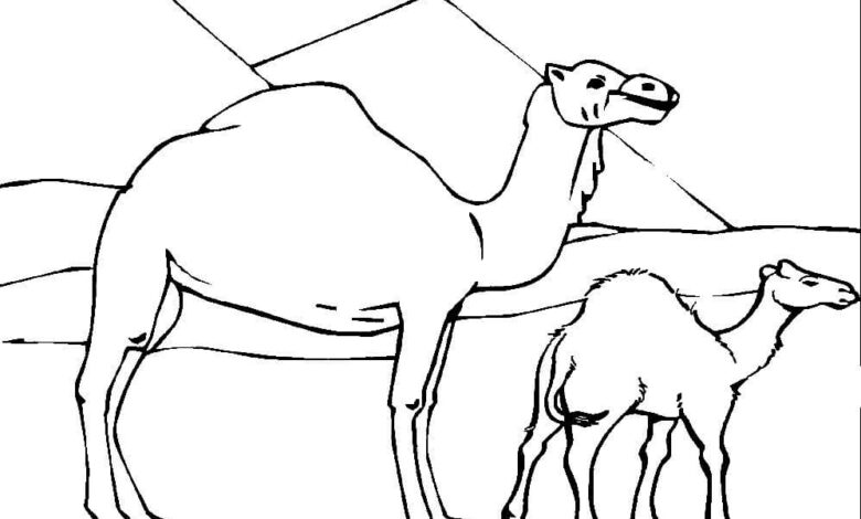 Animal Camel Coloring Page