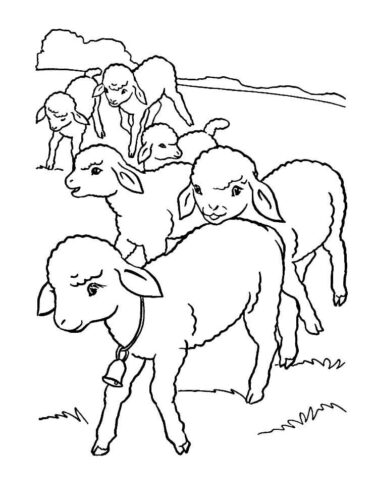 Animal Lamb Coloring Page