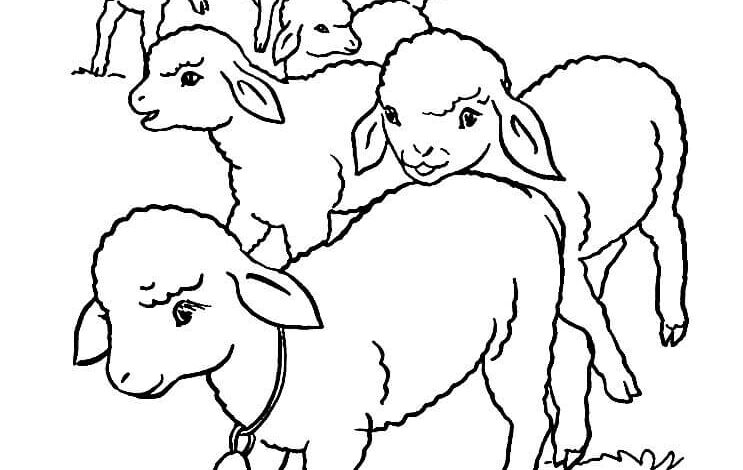 Animal Lamb Coloring Page